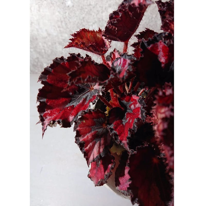 レックスベゴニア ステンドグラス | berries online shop