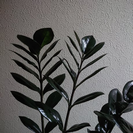 ●数量限定●新作● 希少  ”ザミオクルカス レイヴン（Black-Leef：黒葉）鉢付き"　ザミオ　観葉植物　植木鉢　インテリアグリーン　モノトーン　グレー　モダン　クール