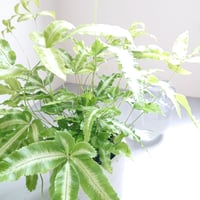 ●数量限定●美葉種　希少　”プテリス　MIX 　鉢カバー付き（オランダ）”　観葉植物　グレー　オオバノイノモトソウ　アルボリネアタ