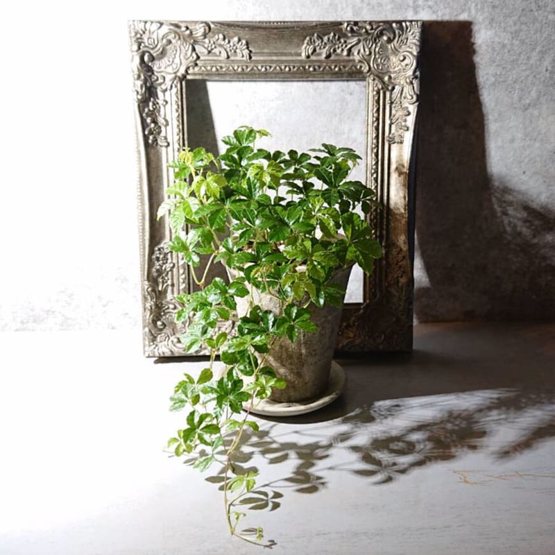 シュガーバイン | berries online shop