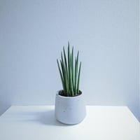 ●新作●”バキュラリス　ミカド　鉢付き（オランダ）”　サンスベリア　エコプラント　多肉植物　希少　観葉植物