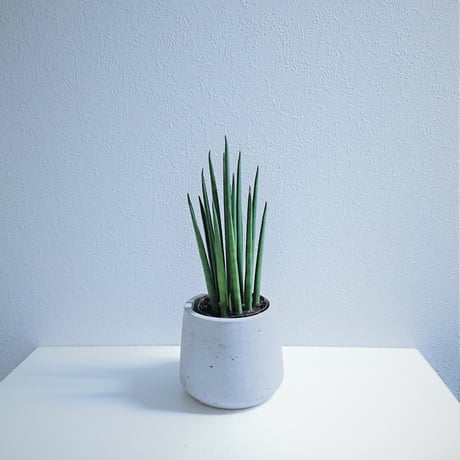 ●新作●”バキュラリス　ミカド　鉢付き（オランダ）”　サンスベリア　エコプラント　多肉植物　希少　観葉植物