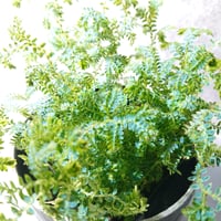 ●数量限定● ”色変わり　レインボーファン　鉢カバー付き(Posh-アルミ製)”　観葉植物　コンテリクラマゴケ　エメラルドグリーン　ブルー　テラリウム