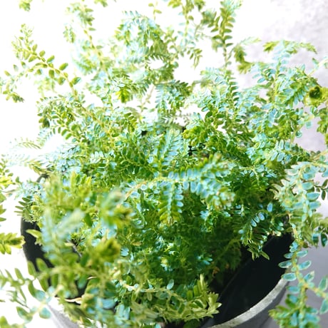 ●数量限定● ”色変わり　レインボーファン　鉢カバー付き(Posh-アルミ製)”　観葉植物　コンテリクラマゴケ　エメラルドグリーン　ブルー　テラリウム