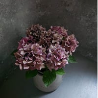 ●限定販売　~6/20迄予約受付●秋色紫陽花品種　希少カラー『パープルスプレンダー　アンティークカラー　鉢カバー付き（オランダ製）』紫陽花　あじさい　パープル　紫