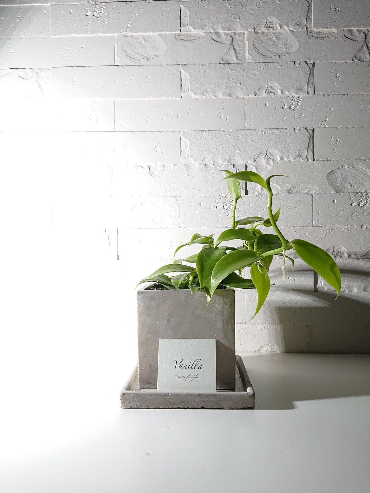 ○数量限定○ギフト プレゼント 希少 ”バニラのツル Vanilla スクエア