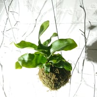●数量限定●再販● ”ミニコウモリランの苔玉” ワイヤー吊り玉 ミニタイプ コウモリラン ビカクシダ 蝙蝠蘭 鹿角シダ　吊り下げ