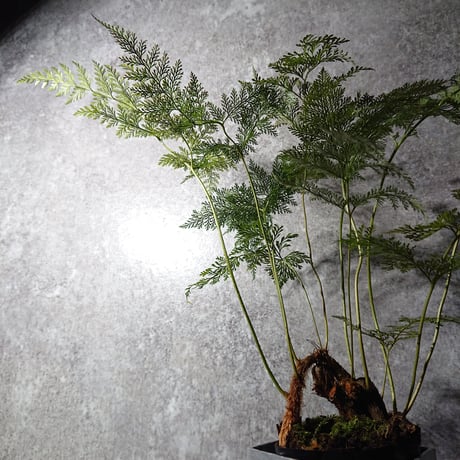 ”ダバリア・トリコマノイデス　鉢カバー付（アルミニウム製/ヘキサゴンカット）”　観葉植物　シダ系