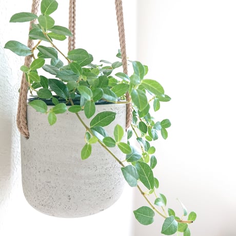 ●数量限定● ”フィカスシャングリラ　ハンギング鉢カバー付（オランダ）"　観葉植物　植木鉢　グレー　つる性ガジュマル　テリハイヌビア