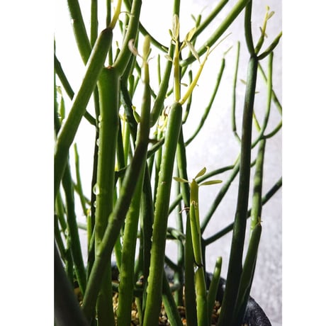 ”ミルクブッシュ　鉢カバー付（蒼）”　多肉植物　観葉植物　鉢セット