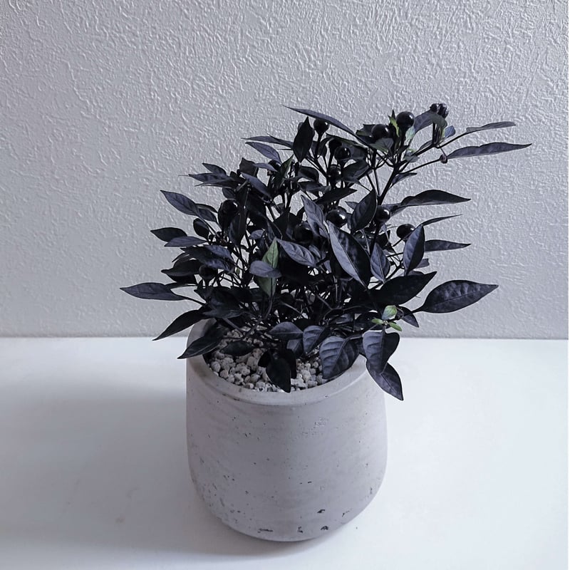 ○数量限定○”ブラックパール 鉢カバー付き（オランダ）” 観葉植物 黒