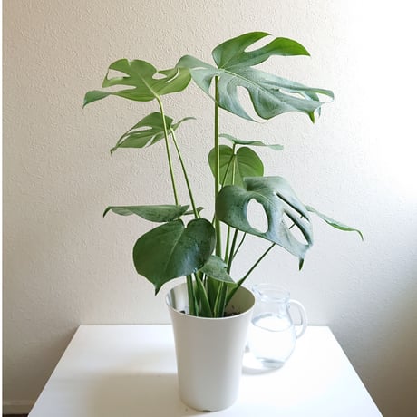 ●数量限定●新作●”モンステラ　6号size　White鉢付き”　観葉植物　モンステラ　人気　おしゃれ