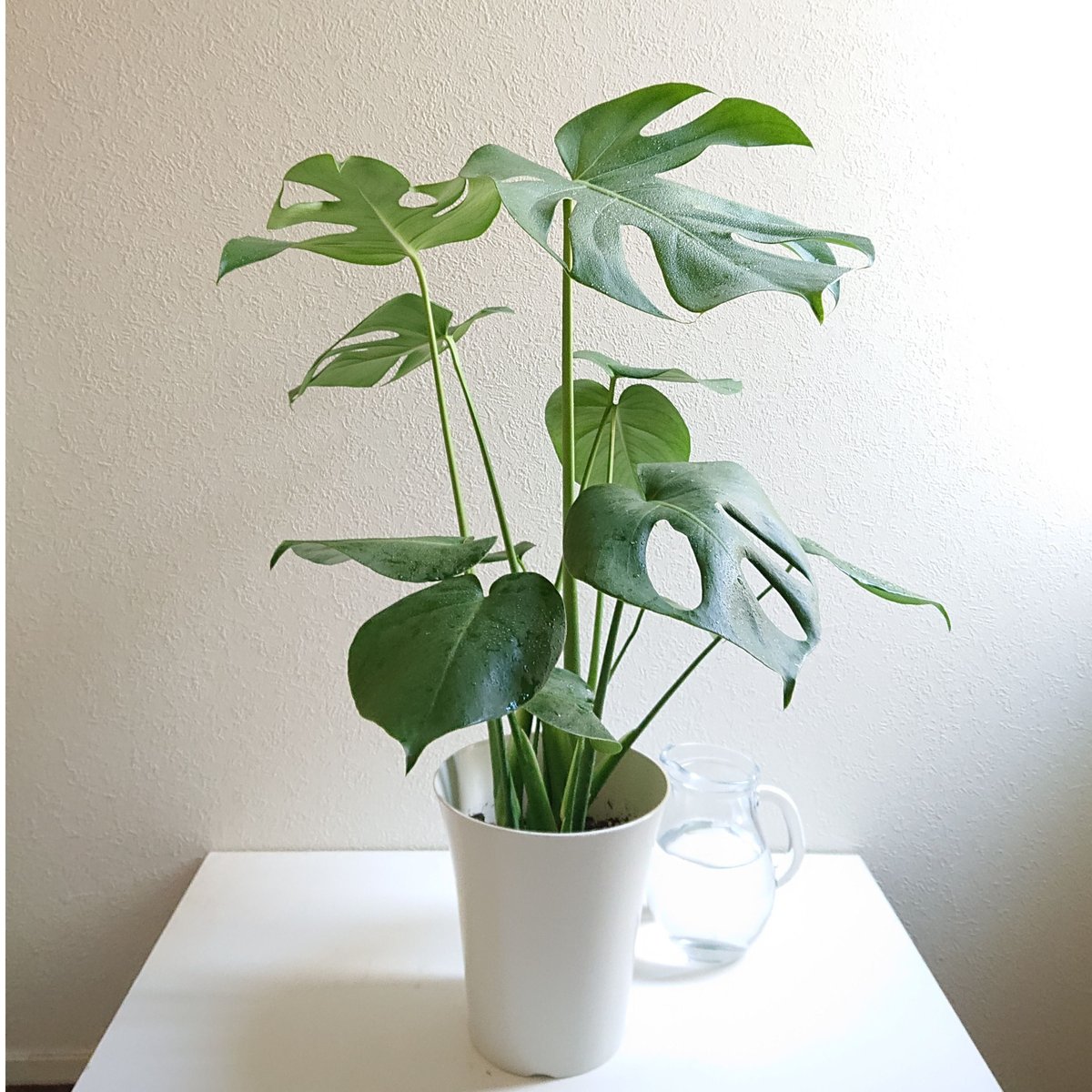 セール中 モンステラオーレア6号親株 モンステラオーレア6号親株