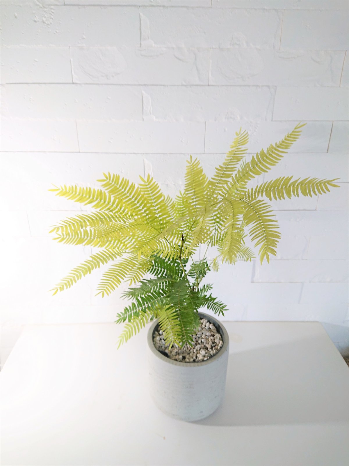 エバーフレッシュ　夜は眠るねむの木　ホワイトテラコッタ鉢植え　観葉植物 51OYukff2FL._AC_UL210_SR210,