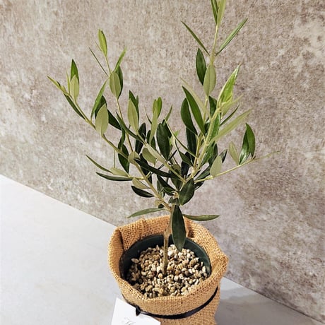 ●数量限定●ギフト プレゼント ”オリーブ”　観葉植物