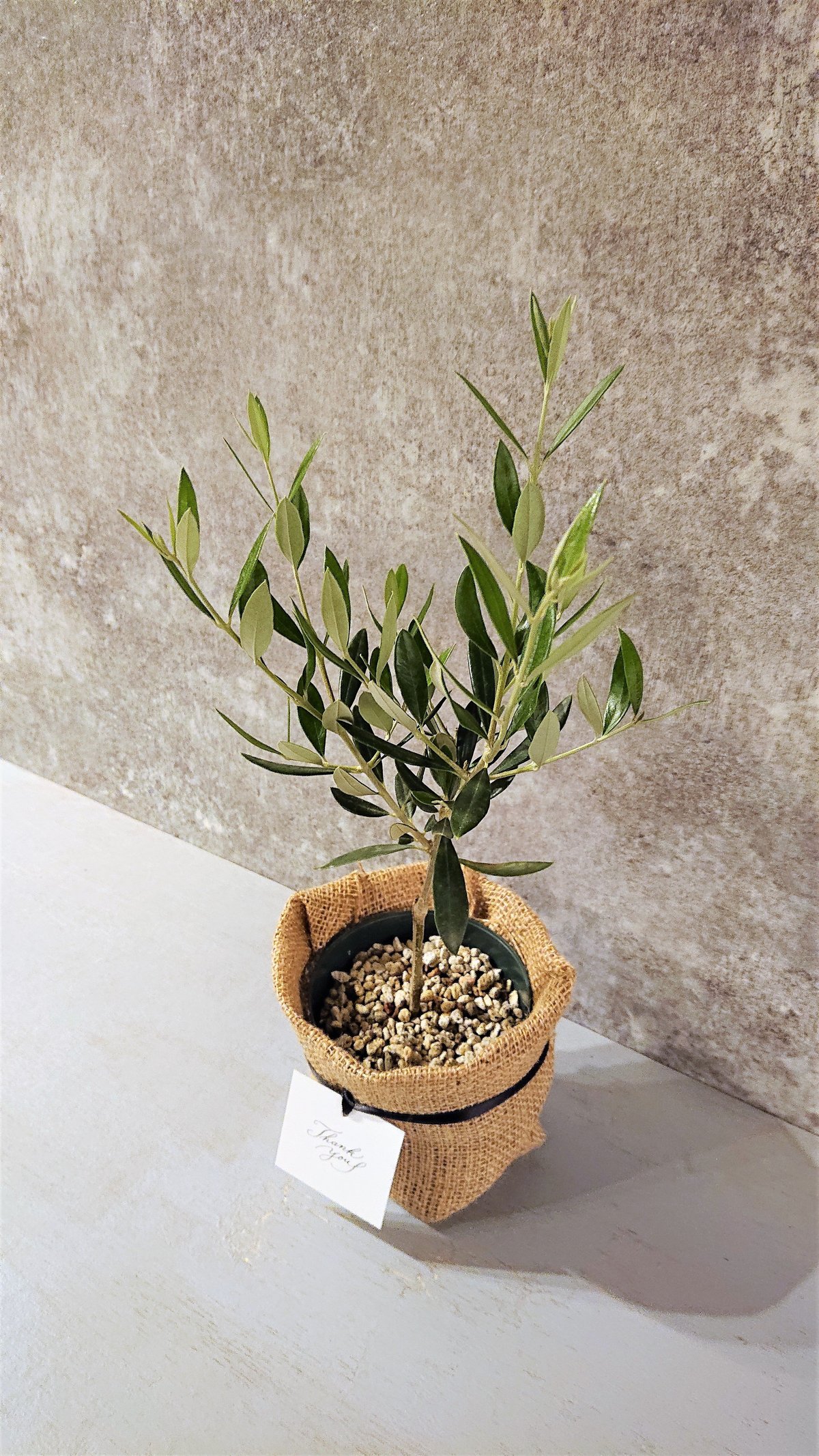 ○数量限定○ギフト プレゼント ”オリーブ” 観葉植物 | berries online