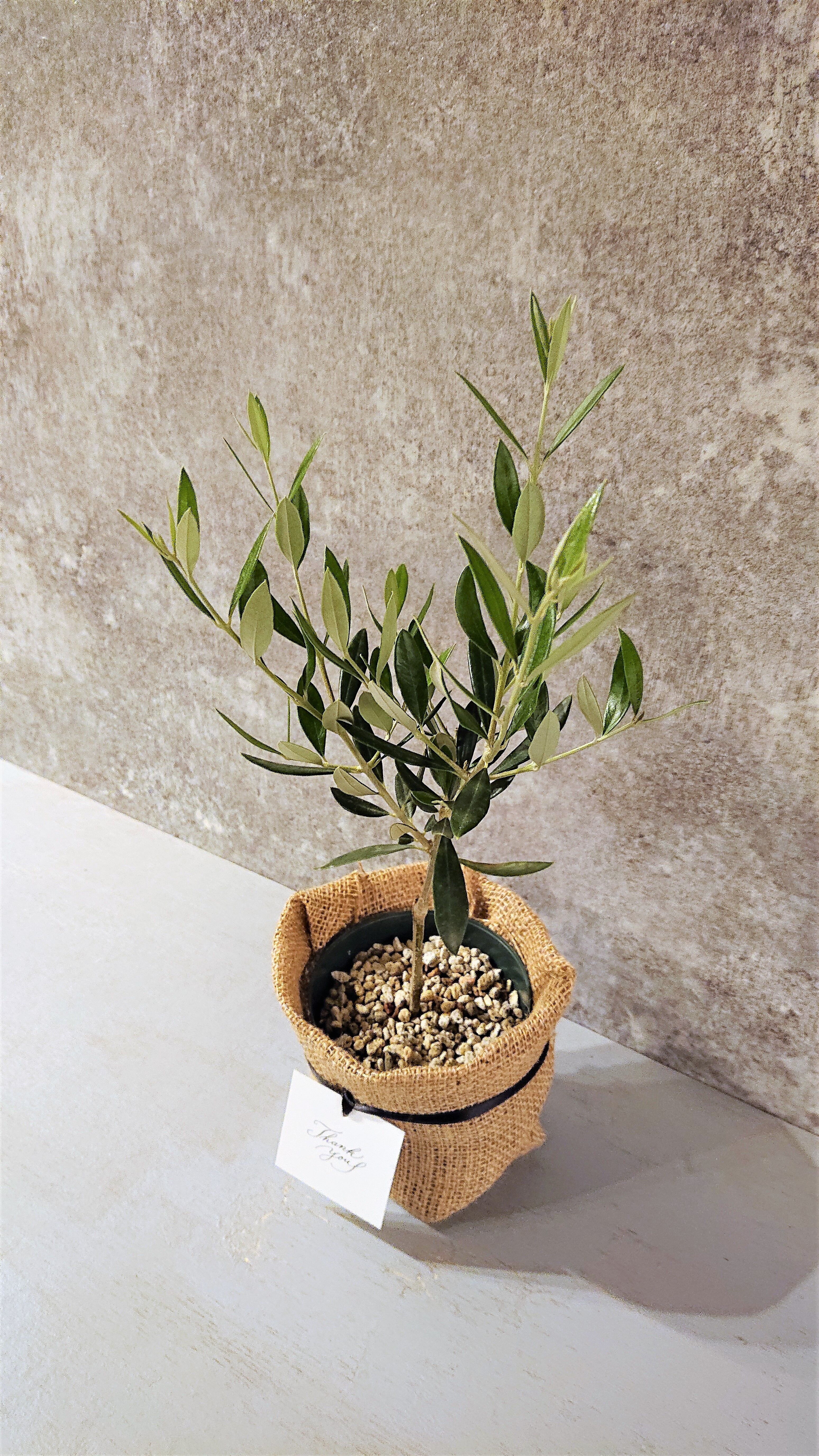 ○数量限定○ギフト プレゼント ”オリーブ” 観葉植物 | berries online