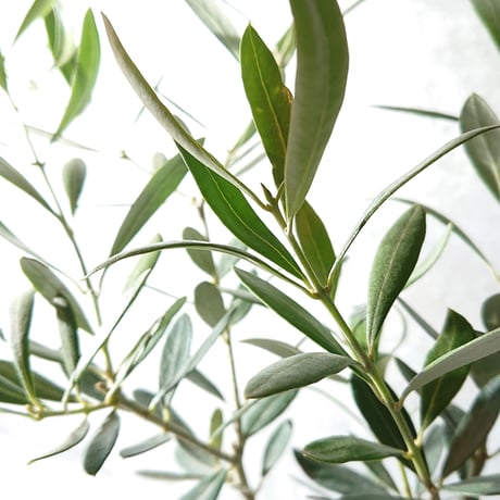 ”オリーブの木　鉢カバー付（オランダ）”　観葉植物　鉢カバー　セット