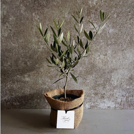 CATEGORY 観葉植物 | berries online shop CATEGORY 観葉植物 | berries online shop