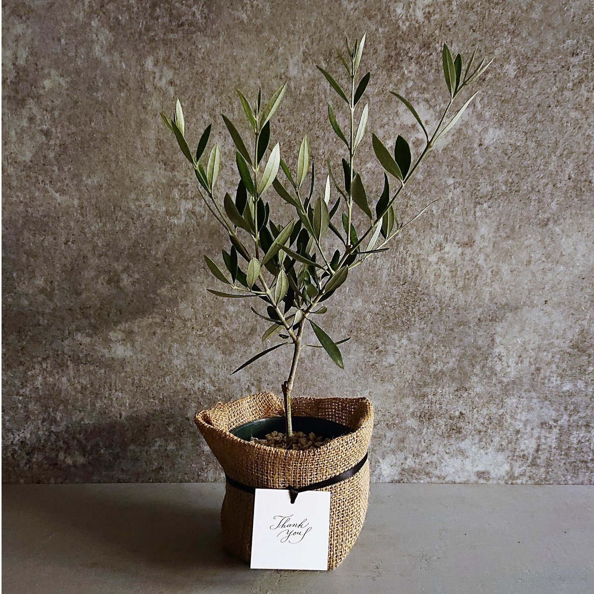 ○数量限定○ギフト プレゼント ”オリーブ” 観葉植物 | berries online
