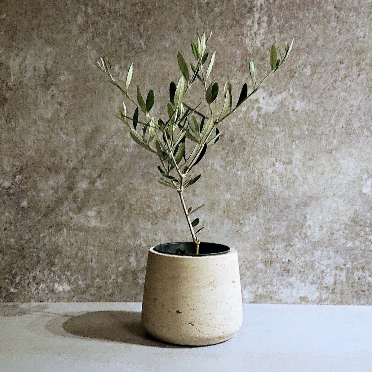 オリーブの木 鉢カバー付（オランダ）” 観葉植物 鉢カバー セット