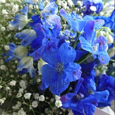 ”Delphinium＆Gypsophila- flower arrangement” （デルフィニュームとかすみ草　花束）　デルフィンニウム