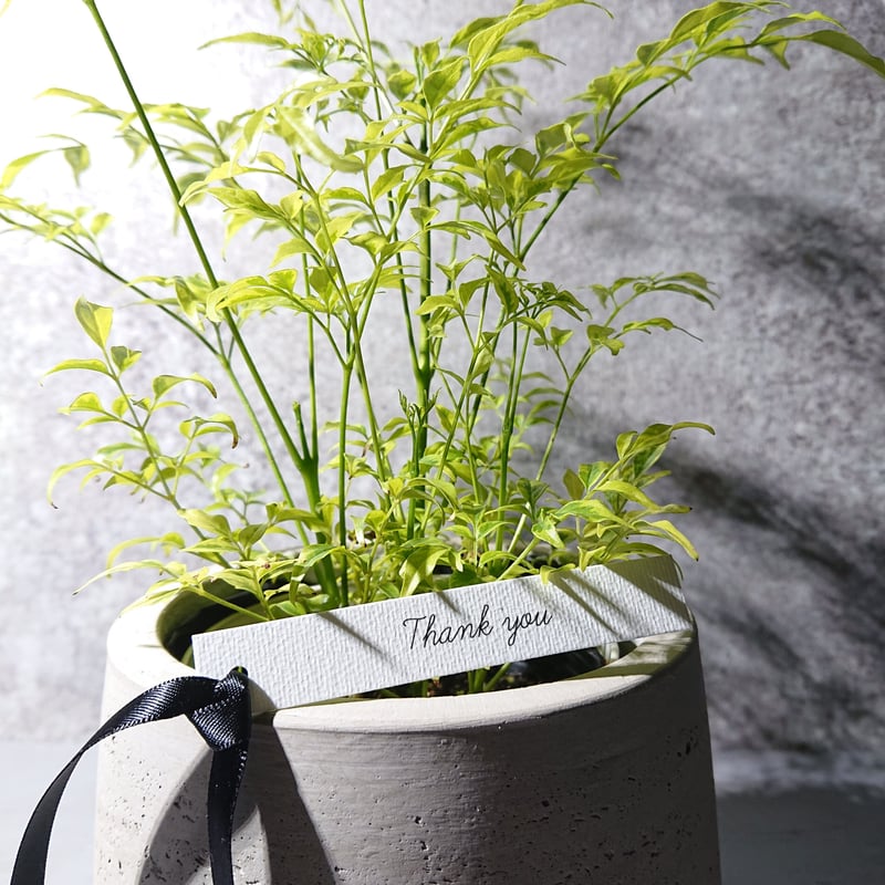 ○数量限定○新作○カラーが魅力 ”ステレオスペルマム・レモンライム