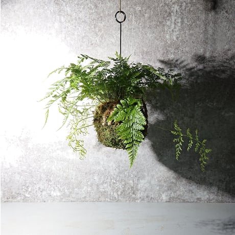 ”ときわしのぶの苔玉” ギフト プレゼント 贈り物 父の日 観葉植物