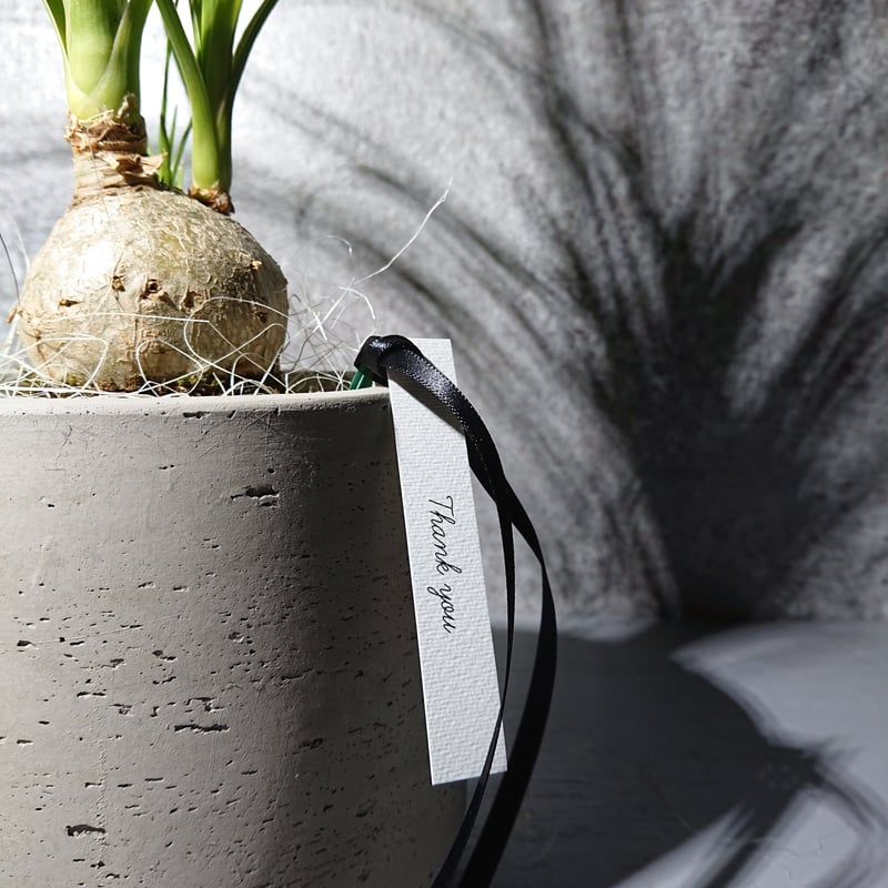 トックリラン ○現品限定○”ノリナ トックリラン 鉢カバー付（オランダ）” 塊根植物