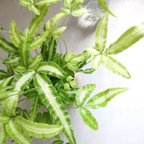 ●数量限定●美葉種　希少　”プテリス　MIX 　鉢カバー付き（オランダ）”　観葉植物　グレー　オオバノイノモトソウ　アルボリネアタ