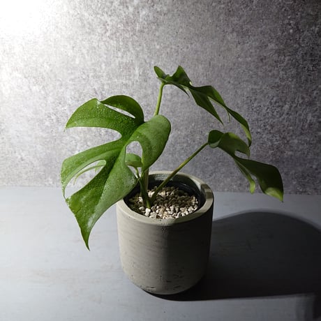 ”ヒメモンステラ　鉢カバー付き（オランダ メーカーⅡ）”　観葉植物　グレー　ミニモンステラ　姫モンステラ　モンステラ