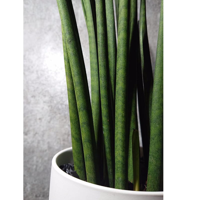 サンスベリア バキュラリス | berries online shop