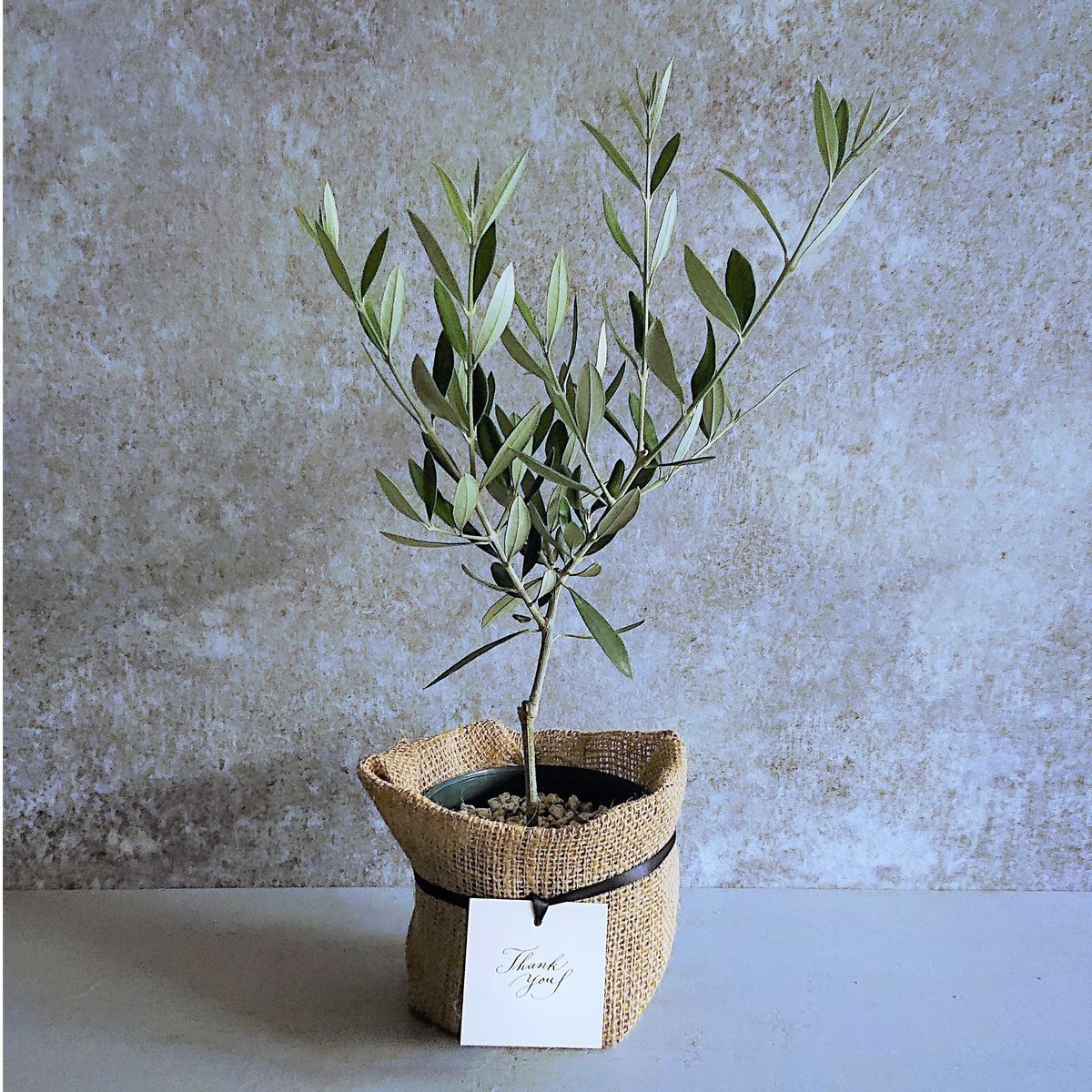 【オリーブの木】 ３本セット 福岡 オリーブの木 3本、西洋ツゲ 1本