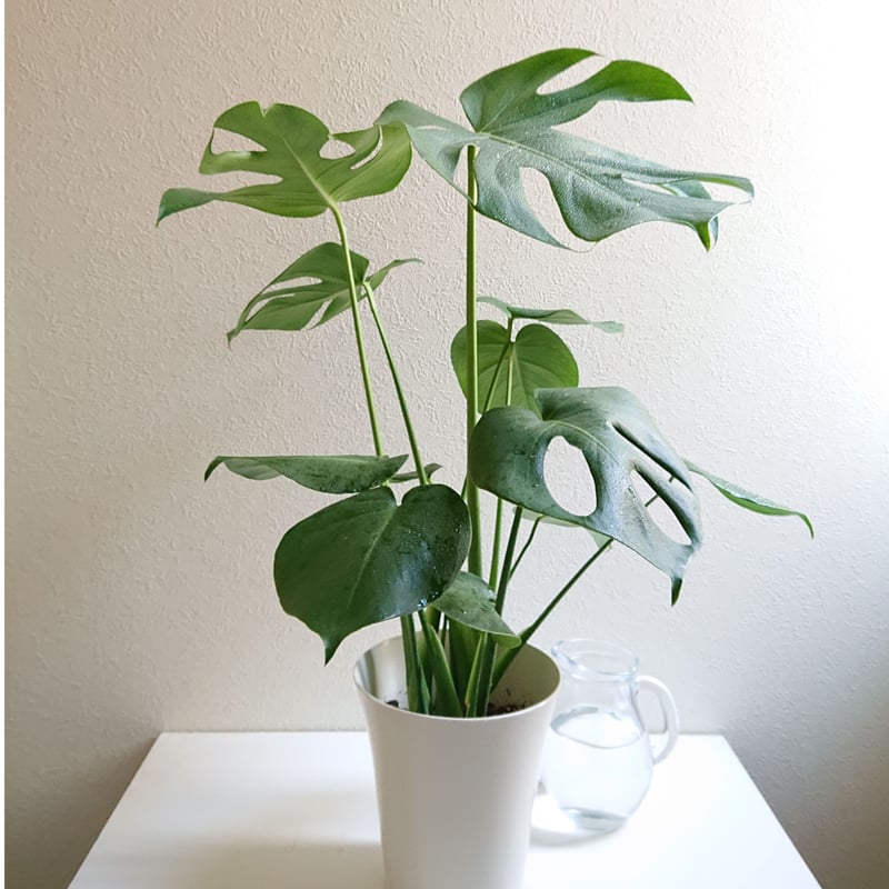 ○数量限定○新作○”モンステラ 6号size White鉢付き” 観葉植物