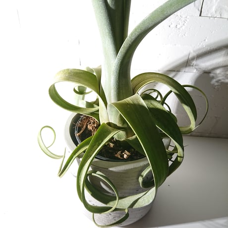 ●現品●超希少●”チランドシア　カーリースリム 　鉢カバー付（オランダ）"　観葉植物　植木鉢　カーリーテール 　 ティランドシア 　チランジア 　おしゃれ　北欧　インテリア