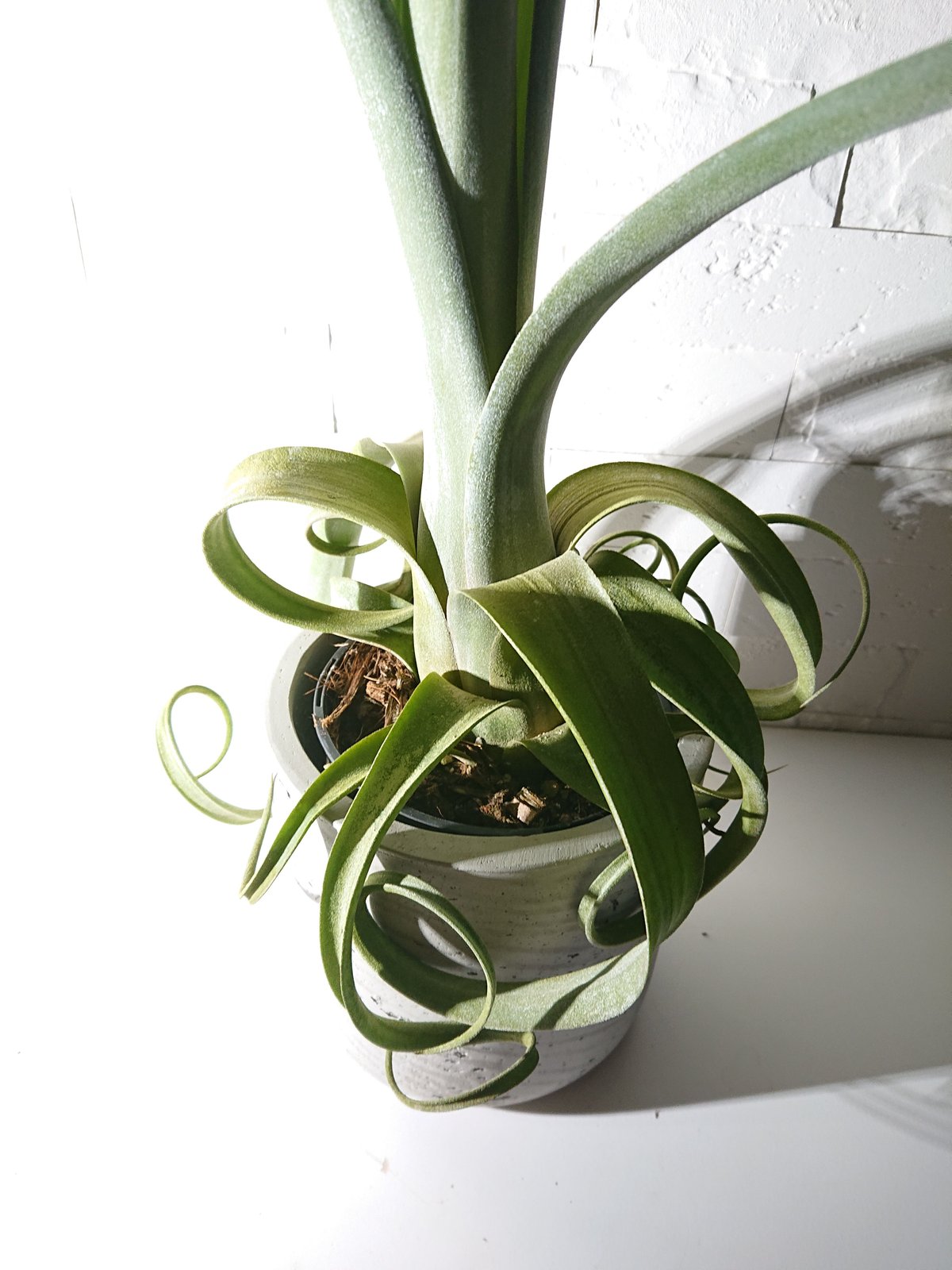 観葉植物 チランドシアカーリー カーリースリム 育て方 チランジア