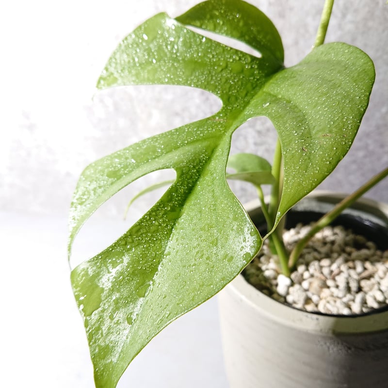 ヒメモンステラ 鉢カバー付き（オランダ メーカーⅡ）” 観葉植物