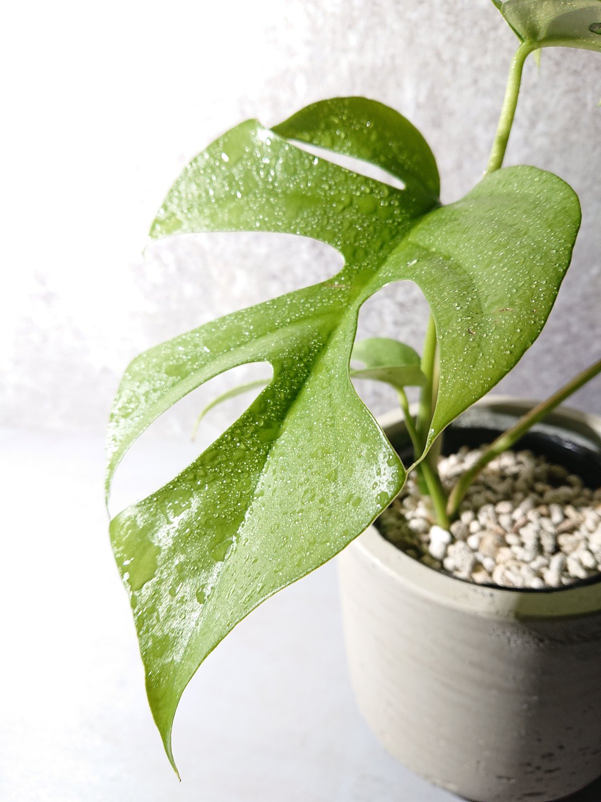 鉢ごと発送＊大サイズヒメモンステラ花言葉が\"嬉しい便り\"(^-^) 人気観葉植物 鉢ごと発送＊大サイズヒメモンステラ花言葉が