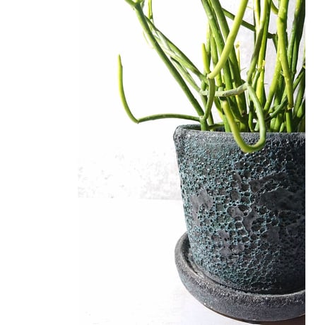 ”ミルクブッシュ　鉢カバー付（蒼）”　多肉植物　観葉植物　鉢セット