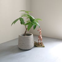 ●人気品種● ”パキラ　鉢カバー付き（オランダ）”　観葉植物　グレー　インテリア　おしゃれ