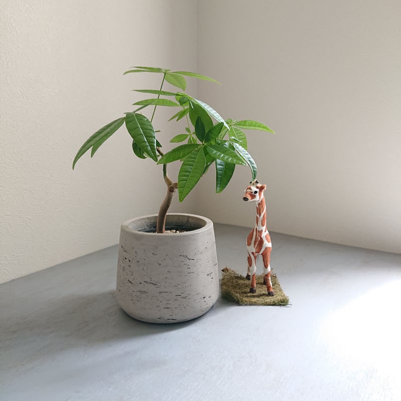 パキラ。大型。鉢付き 楽天市場】観葉植物 大型 パキラ 10号 法人様送料無料 キューブ