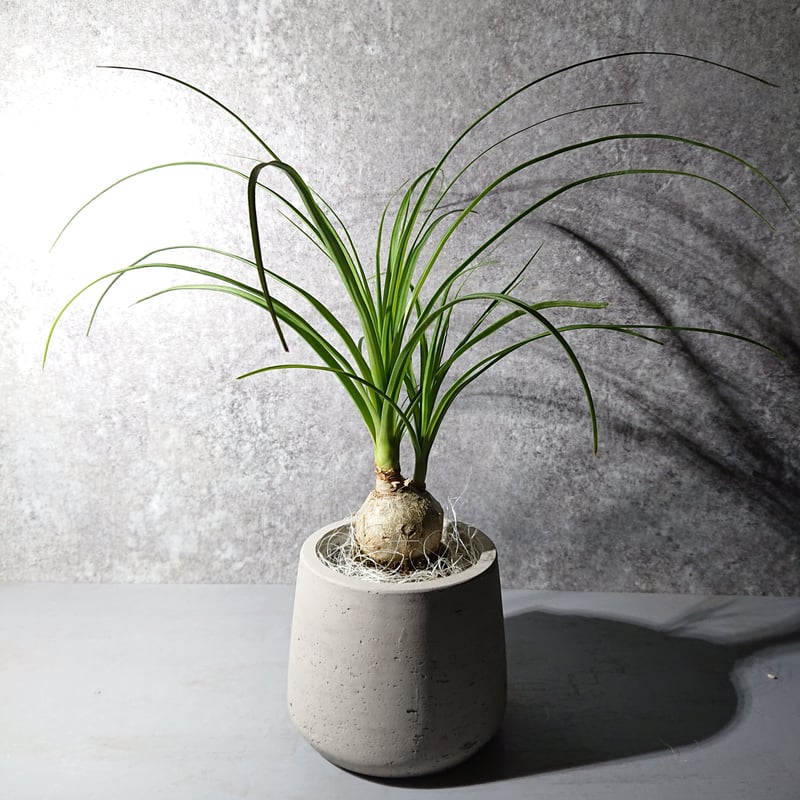 ○現品限定○”ノリナ トックリラン 鉢カバー付（オランダ）” 塊根植物