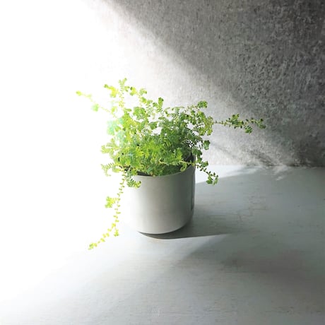 ●数量限定● ”色変わり　レインボーファン　鉢カバー付き(Posh-アルミ製)”　観葉植物　コンテリクラマゴケ　エメラルドグリーン　ブルー　テラリウム