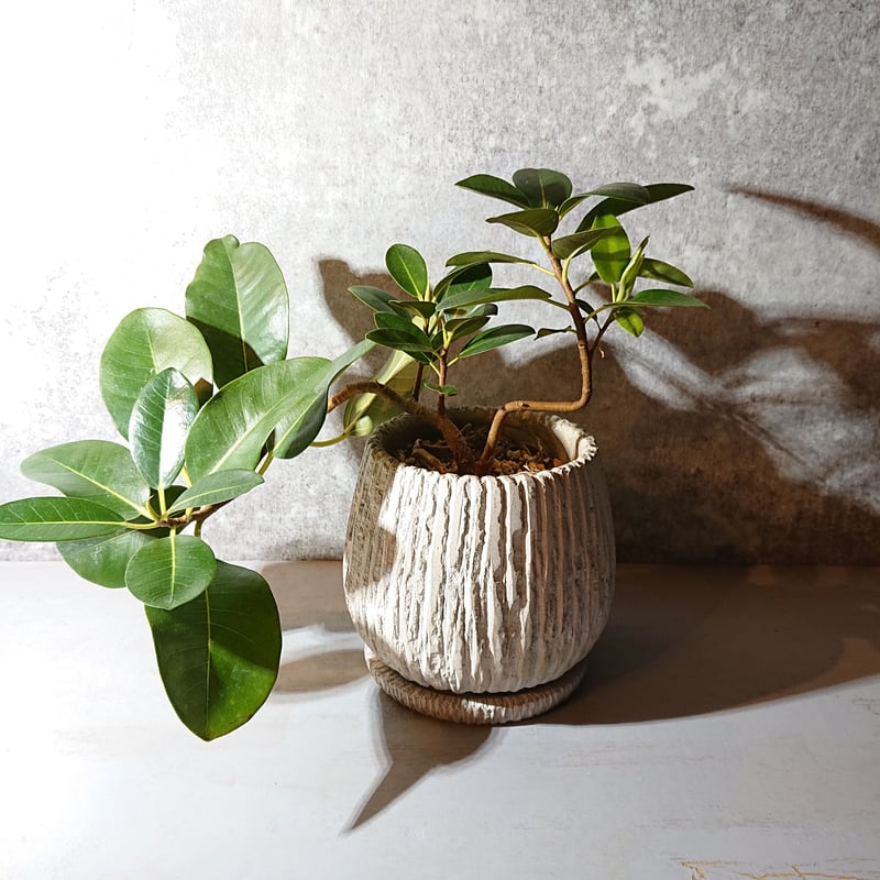 フィカスルビギノーサ フランスゴムの木 | berries online shop