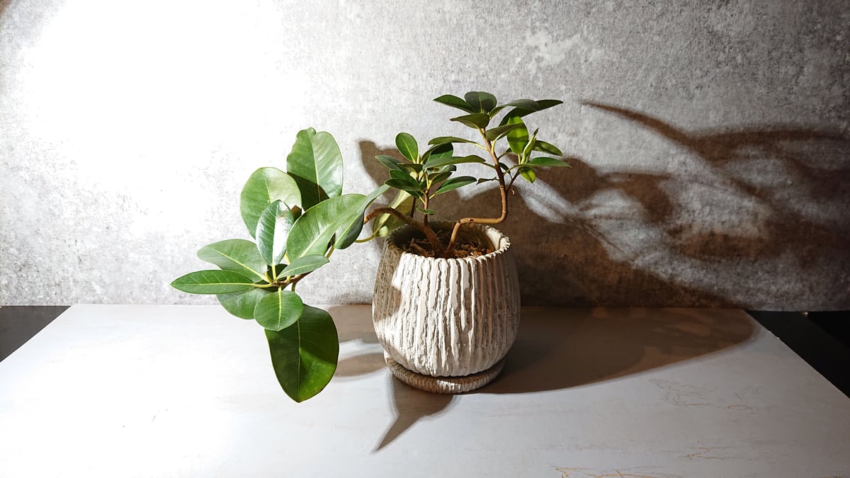 超希少 観葉植物 斑入り フランスゴムの木 約60㌢ フィカスルビキノーサ