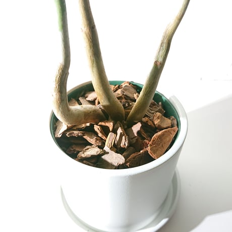 ●新作●限定販売●”パキラ（ロングサイズ）　鉢カバー/受け皿付き”　観葉植物　インテリア　おしゃれ
