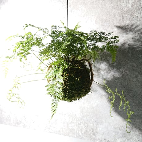 ”ときわしのぶの苔玉” ギフト プレゼント 贈り物 父の日 観葉植物