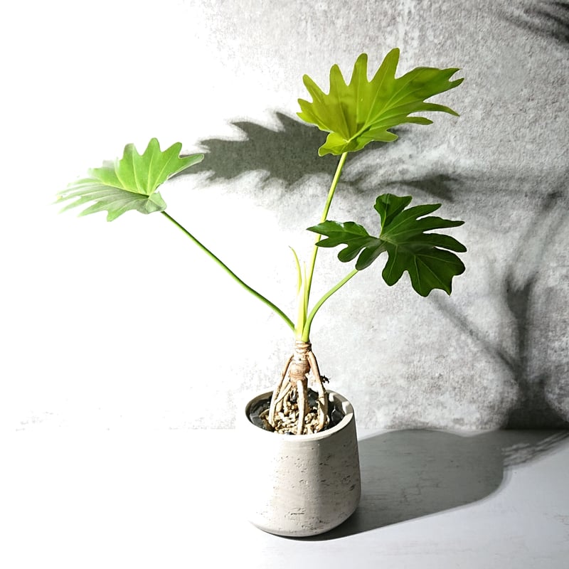 セローム 根上がり | berries online shop