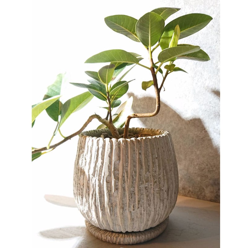 フランスゴムノキ　フィカス　ルビギノーサ　曲がり　② フランスゴムノキ フィカス ルビギノーサ 曲がり ② 曲がり 斑入り