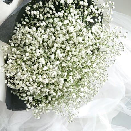 想いを伝える”Gypsophila elegans-calico”　かすみ草-キャラコ(白木綿)ラッピング　花束　花